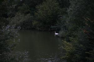 FOTO Drago Juteršek (8)